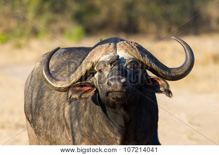 Cape Buffalo Standing In The Open Search For Possible Danger