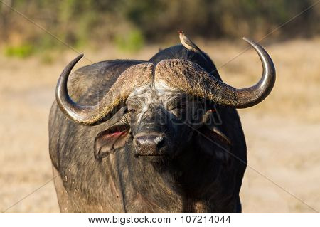 Cape Buffalo Standing In The Open Search For Possible Danger