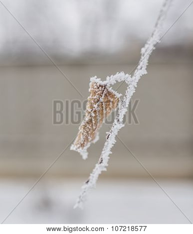 Frozen ice covered leaves and branches