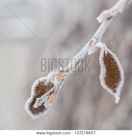 Frozen ice covered leaves and branches