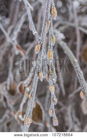 Frozen ice covered leaves and branches