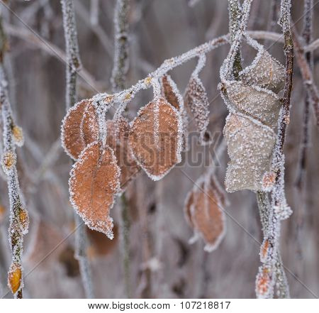 Frozen ice covered leaves and branches