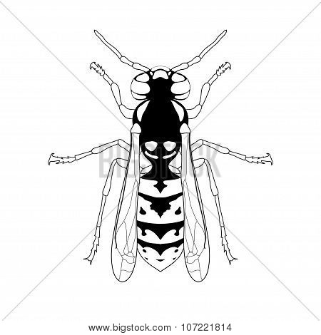 Wasp. Sketch Of Wasp. Wasp Isolated On White Background. Wasp Design For Coloring Book.  Hand-drawn