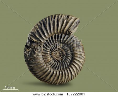 Ammonite - fossil mollusk.