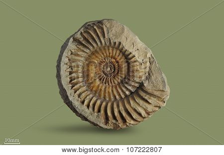 Ammonite - fossil mollusk.