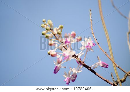 Seidenfadenia Mitrata Is Native To Thailand And To Myanmar Burma