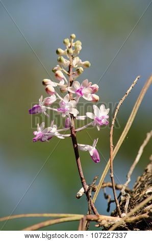 Seidenfadenia Mitrata Is Native To Thailand And To Myanmar Burma