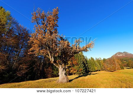 Old Oak Tree In Autumn