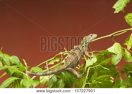 Young Black Spiny-tailed Iguana