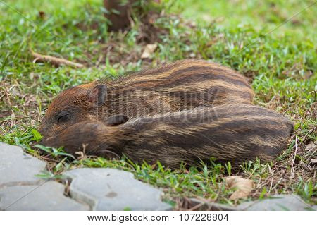 Baby wild boars sleeping on grass
