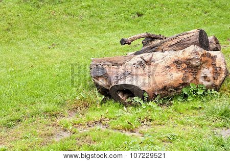Felled  Tree On A Glade