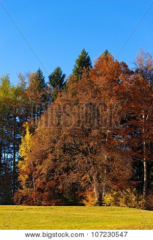 Trees With Autumn Colors - Trentino Italy