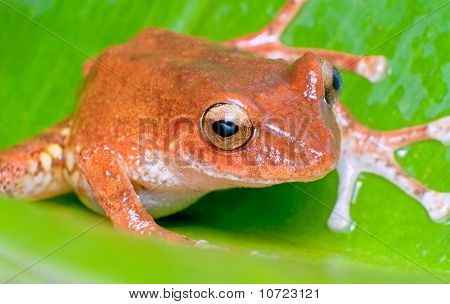 Orange Frog