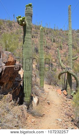 The saguaro