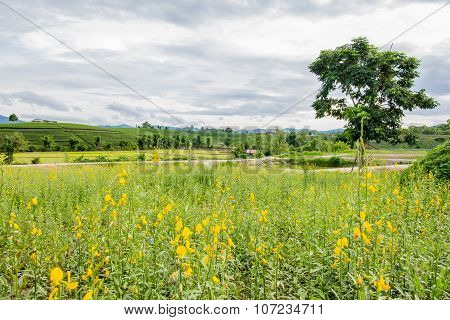 Sunhemp Flower