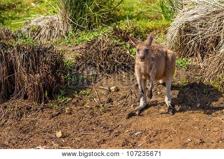 Red Australian Kangaroo