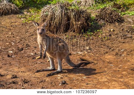 Australian Kangaroo New South Wales