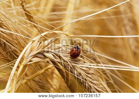 grow ripe cereals