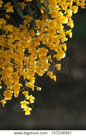Lindley's Dendrobium Is Beautiful Flower And Have Yellow Colour