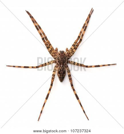 Fishing Spider On A White Background