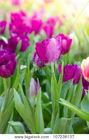 Blooming Spring Flowers Tulips In The Sunlight