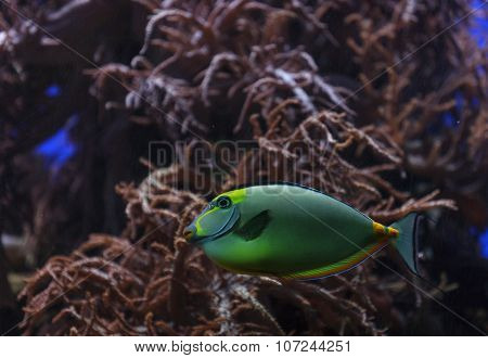 Naso tang, Naso lituratus