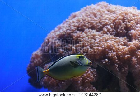 Naso tang, Naso lituratus