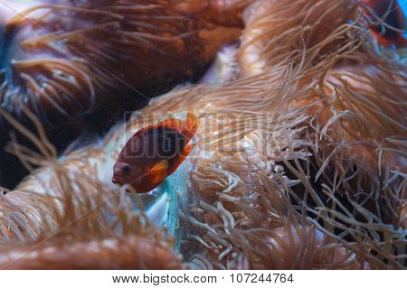 Red saddleback anemonefish