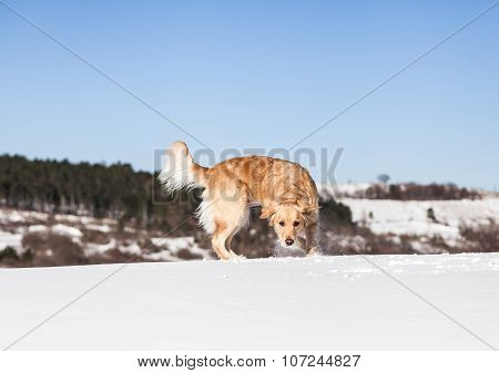 Labrador retriever dog playing in snow in the winter outdoors