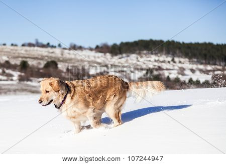 Labrador retriever dog playing in snow in the winter outdoors