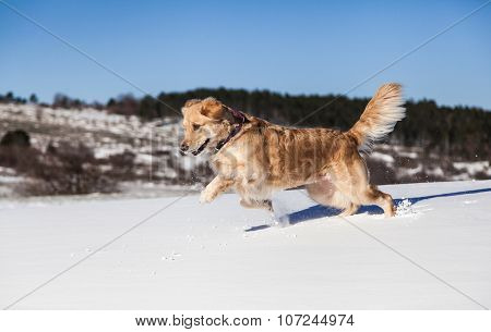 Labrador retriever dog playing in snow in the winter outdoors