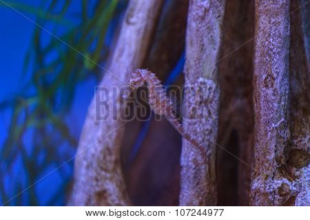 Zebra snout seahorse, Hippocampus barbouri