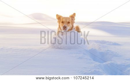 Labrador retriever dog playing in snow in the winter outdoors