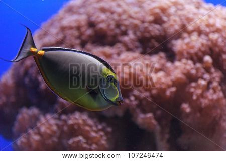 Naso tang, Naso lituratus