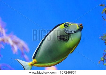 Naso tang, Naso lituratus