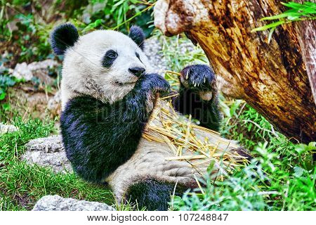 Cute Bear Panda Actively Chew A Green Bamboo Sprout.