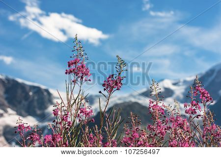 Swiss Apls With Wild Pink Flowers