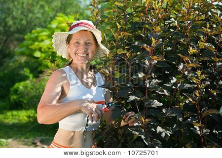 Woman Cutting  Ninebark