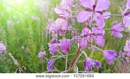 Fireweed (epilobium Angustifolium) In Bloom