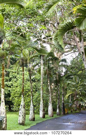 Bottle palm trees lane (Hyophorbe). Mauritius