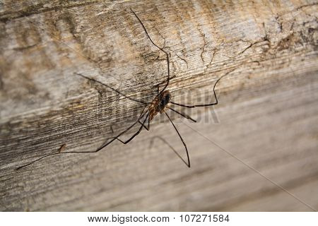 spider