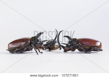 Uncommon and rare stuffing five horns beetles remains  on white background which beetle male normall