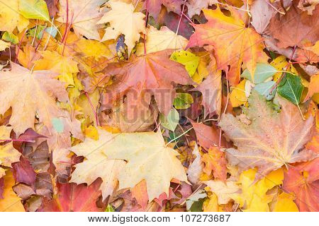 Wet Fallen Leaves