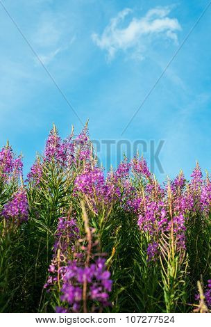 Fireweed (epilobium Or Chamerion Angustifolium)