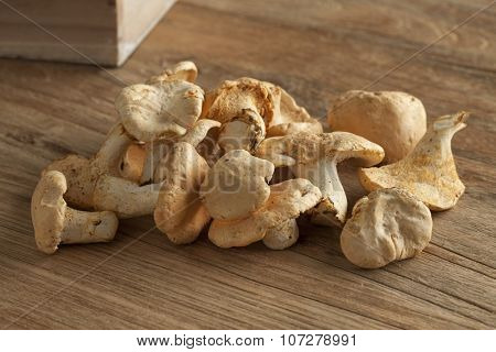 Fresh raw hedgehog mushrooms