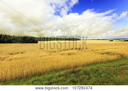 Agricultural field . cereals