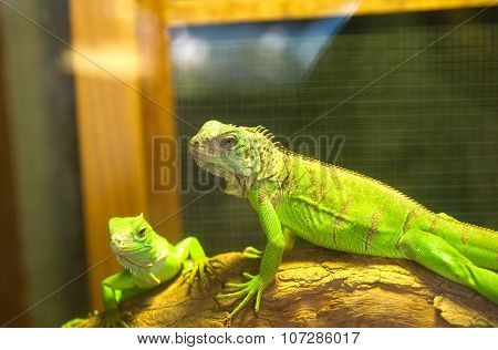 Green crested lizard