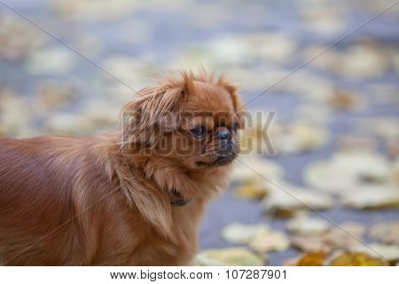 Pekingese On A Walk