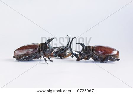 Uncommon and rare stuffing five horns beetles remains  on white background which beetle male normal