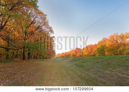 Autumn forest meadow with colorful trees and leaves